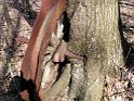 Spoke Wheel in Tree 05