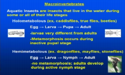 Understanding Macroinvertebrates
